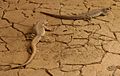 Desert iguana - Buffalo Zoo