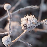 Dissocarpus old fruit