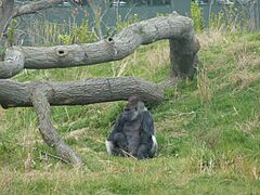 Dublin Zoo (7054226641)