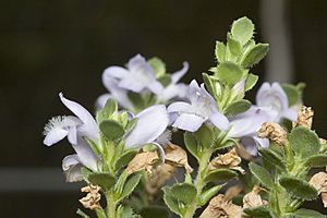 Eremophila behriana.jpg