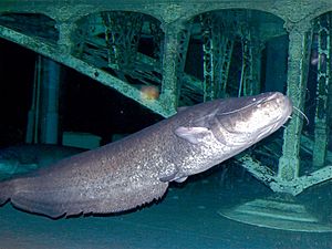 European Catfish (Silurus glanis) (13532570755)