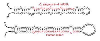 Examples of microRNA stem-loops