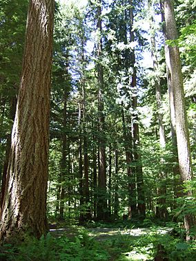 Federation Forest State Park.jpg