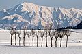 Find47 Niigata-Hasagi-trees of winter (Odiya City)-m