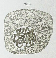 Flemming1882Tafel1Fig14