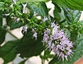 Flowers of the spearmint