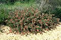 Grevillea hirtella habit