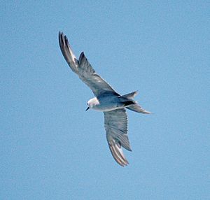 Grey Ternlet flight NZ jan05.jpg