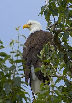 Haliaeetus leucocephalus-tree-USFWS