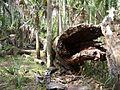 Hontoon Island State Park fallen01