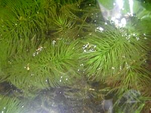 Hydrilla