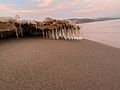 Ice stalactites beach