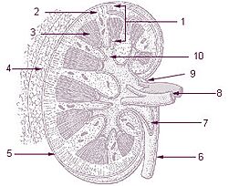 Illu kidney.jpg