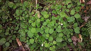 Jovellana repens.jpg