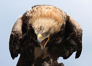 Kaiseradler Aquila heliaca 4 amk