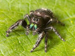 Kaldari Phidippus audax 01.jpg