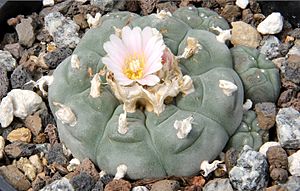 Lophophora williamsii pm