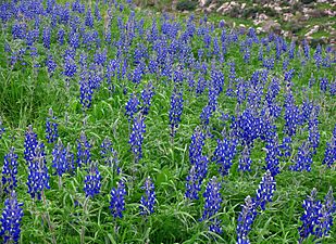 Lupinus pilosus (Zachi Evenor for Wiki)