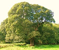 Maiden Sycamore at Auchans