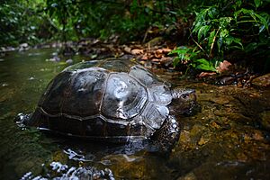 Manouria-emys-asian-forest-tortoise.jpg