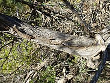 Melaleuca amydra (bark)