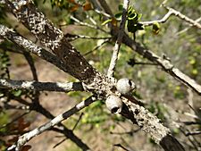 Melaleuca depressa (fruit)