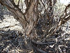 Melaleuca podiocarpa (bark)