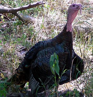 Meleagris gallopavo Wild Turkey.jpg