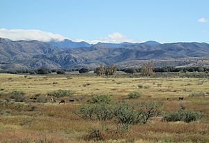 Mule Deer Sulphur Springs Valley Arizona 2014