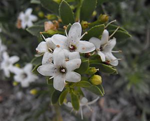 Myoporumparvifolium.JPG