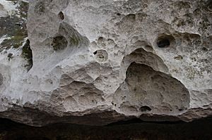 Ocala Limestone.jpg