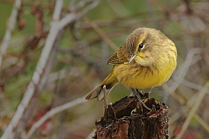 Palm Warbler.jpg