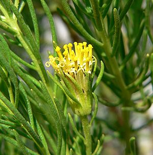 Peucephyllum schottii 5.jpg