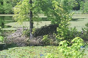 Piney Orchard Nature Preserve.jpg