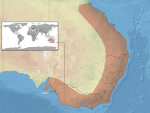 Pogona barbata distribution.png