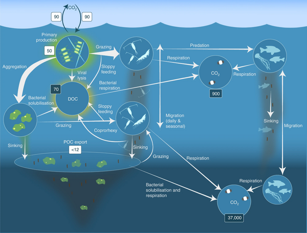 Processes in the biological pump.webp