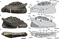 Qantassaurus holotype