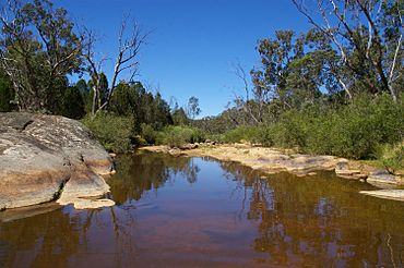 Reedy Creek at Gladstone Track.jpg