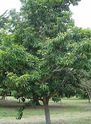 Sapodilla big.jpg