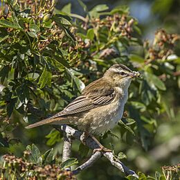 Sedge warbler (Acrocephalus schoenobaenus) 3.jpg