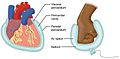 Serous Membrane