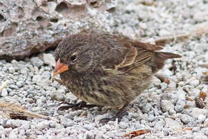 Sharp-beaked Ground Finch (f) JCB.tif