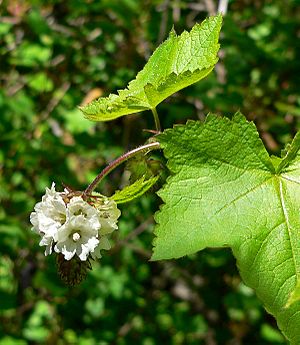 Sidalcea malachroides 4.jpg