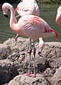 Slimbridge.chilean.flamingo.arp