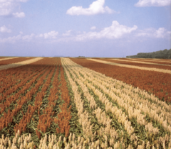 Sorghum field