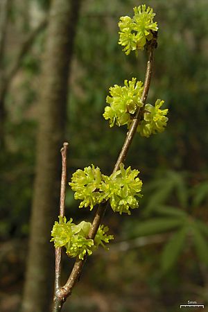 Spicebush (4506720062).jpg