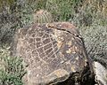 Spiderweb petroglyph on the Waterfall Trail in the White Tank Mountains, Arizonia