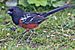 Spotted Towhee.jpg