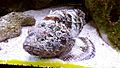 Stonefish - Cleveland Zoo (48064750943).jpg