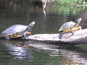 Suwannee River Cooter.JPG